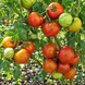 DWARF SARANDIPITY TOMATO