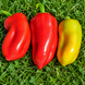 FIRST SWALLOW PEPPER