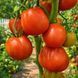FRAGOLE AL CIOCCOLATO TOMATO
