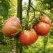GARY O&rsquo;SENA TOMATO