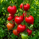 MAD BROOM TOMATO