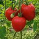 MINUSINSK SUGAR TOMATO