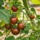 PURPLE BUMBLEBEE TOMATO