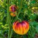 SART ROLOISE TOMATO