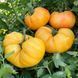 TEXAS STAR TOMATO