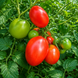 UDAVCHIK TOMATO