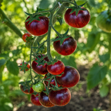 BLACK STRAWBERRY TOMATO