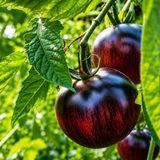 BLACK STRAWBERRY TOMATO