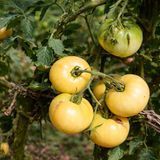 FANTOME DU LAOS TOMATO