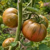KOZULA-128 TOMATO