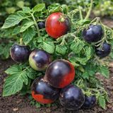MICRO DWARF TARTUFO TOMATO