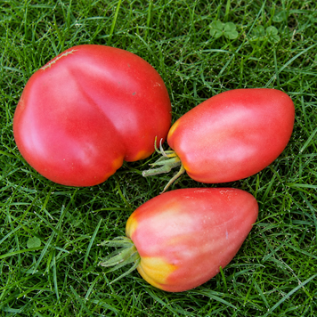 SHIRLEY'S HEART TOMATO