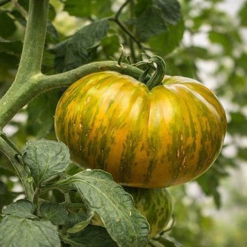 BIG ZEBRA TOMATO