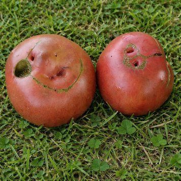 BORDO TOMATO