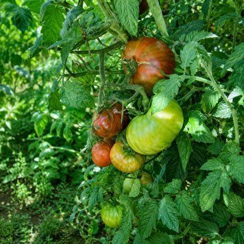 DWARF FUNKY VIPER TOMATO
