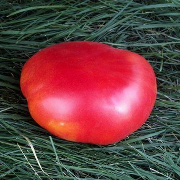 MANHATTAN BICOLOR TOMATO