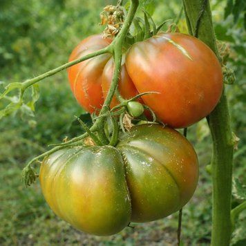 NUITS AUSTRALES TOMATOS