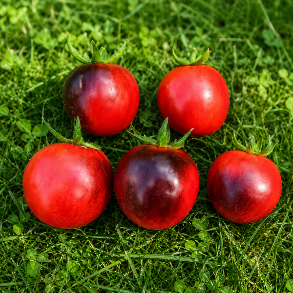 BLACK STRAWBERRY POMIDOR