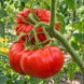 BRUTUS MAGNUM TOMATO