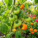 MOM'S TOMATO