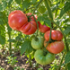 BRANDYWINE COWLICK'S TOMATO