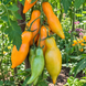 SULTAN'S SHOES GOLD TOMATO