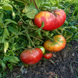 СЕРЦЕ ШИРЛІ TOMATO