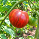 KOZULA-128 TOMATO