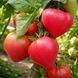 ABAKAN PINK TOMATO