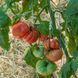 BRANDYWINE COWLICK'S TOMATO