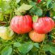 CASPIAN PINK TOMATO