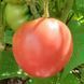 CASPIAN PINK