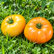 DWARF BLAZING BEAUTY TOMATO