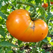 DWARF BLAZING BEAUTY TOMATO