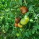 DWARF FUNKY VIPER TOMATO
