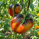 MARIO TRICOLOR HEART ANTO TOMATO