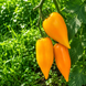 SULTAN'S SHOES YELLOW TOMATO