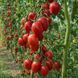 SYZRAN PIPOCHKA TOMATO