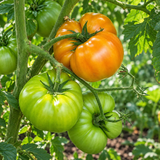 SWEET SCARLET DWARF TOMATO