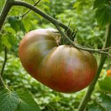 COPPER RIVER TOMATO