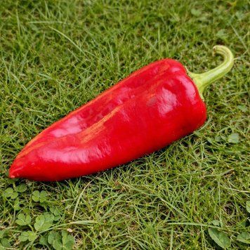 EREMIY PEPPER
