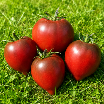 GLITTERING PURPLE FLASH TOMATO