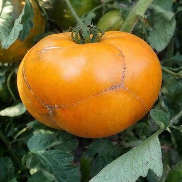 KIWI TOMATO