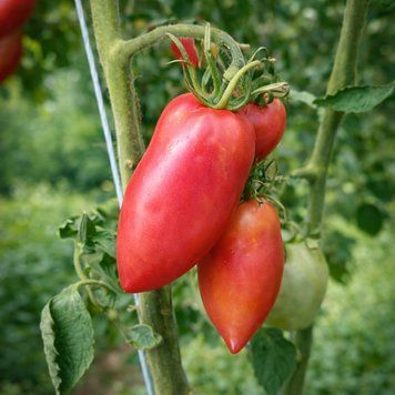 PITTMAN VALLEY PLUM TOMATO