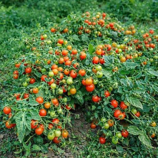 bunny-kisses-tomato-