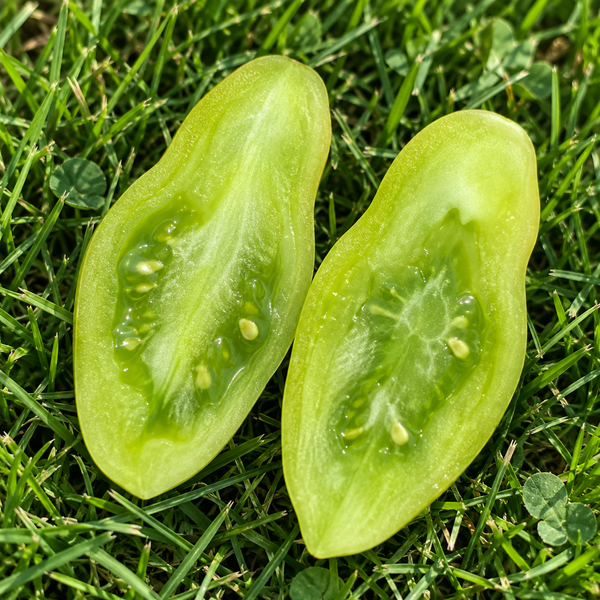 MY DANCING GREEN FINGERS POMIDOR