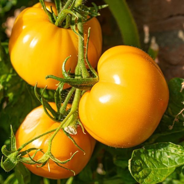 АМАНА ОРАНЖЕВИЙ (AMANA ORANGE) ТОМАТ
