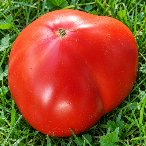 MINUSSINSK HOCHERTRAGREICH (MINUSINSKY HIGH-YIELDING)