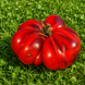 ORANGE-RED BLUES TOMATO
