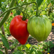 MAREK&rsquo;S POINTY HEART TOMATO